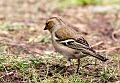 Bokfink - Common chaffinch (Fringilla coelebs) female 